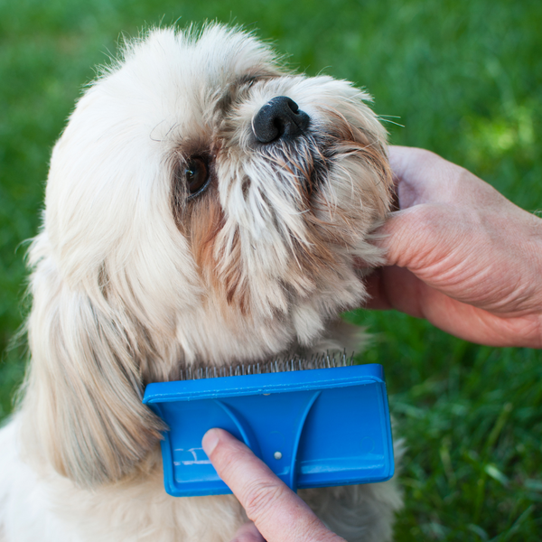 Top brushing tips & tricks to put a Spring in your favourite pooches step