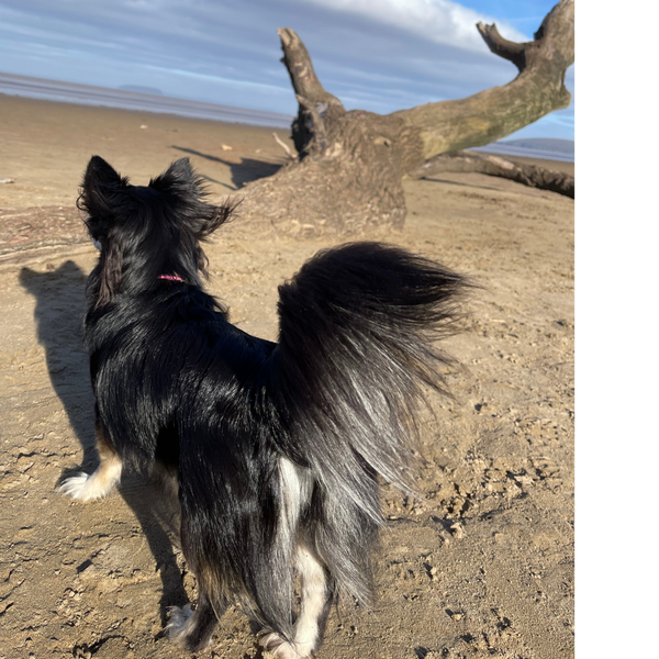 Summer Fun with your 4-Legged Friend